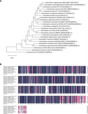 A comprehensive description of the TolC effect on the antimicrobial susceptibility profile in Enterobacter bugandensis